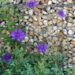 sushuti clematis 3607685 1280