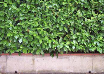 tatlin hedge 97493 1280