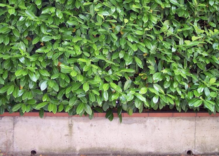 tatlin hedge 97493 1280