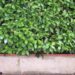 tatlin hedge 97493 1280