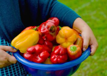 techbro347 bell peppers 6585749 1280