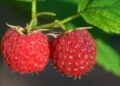 ulleo raspberries 3454504 1280