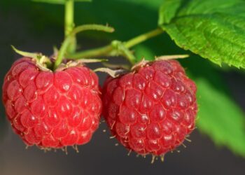 ulleo raspberries 3454504 1280