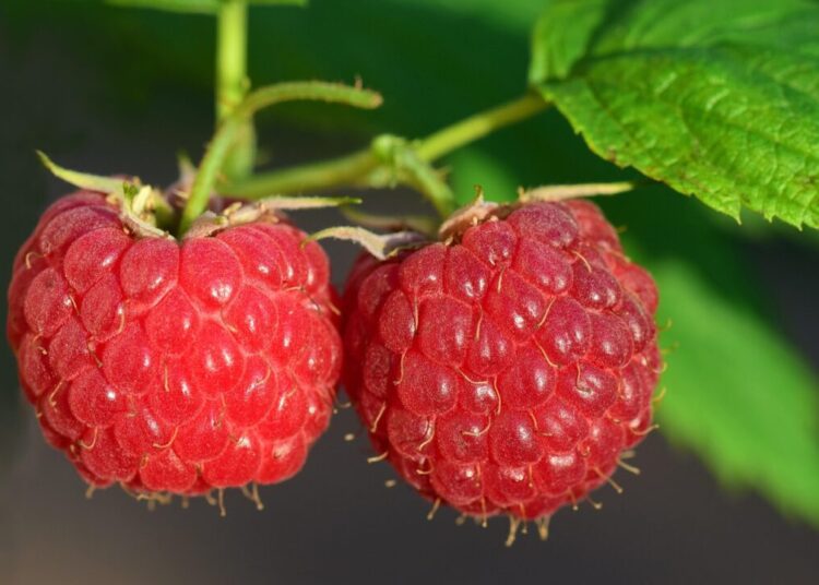 ulleo raspberries 3454504 1280