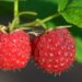 ulleo raspberries 3454504 1280