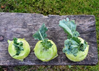 utroja0 kohlrabi 1573401 1280