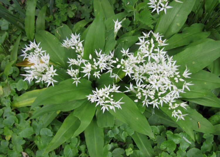 wikimediaimages allium ursinum 846496 1280