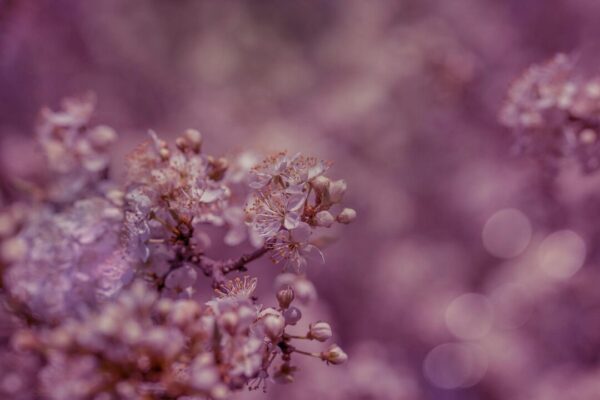 4924546 blossoms 2235609 1280