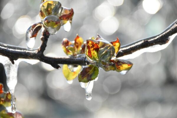 about time fruit trees 5159110 1280