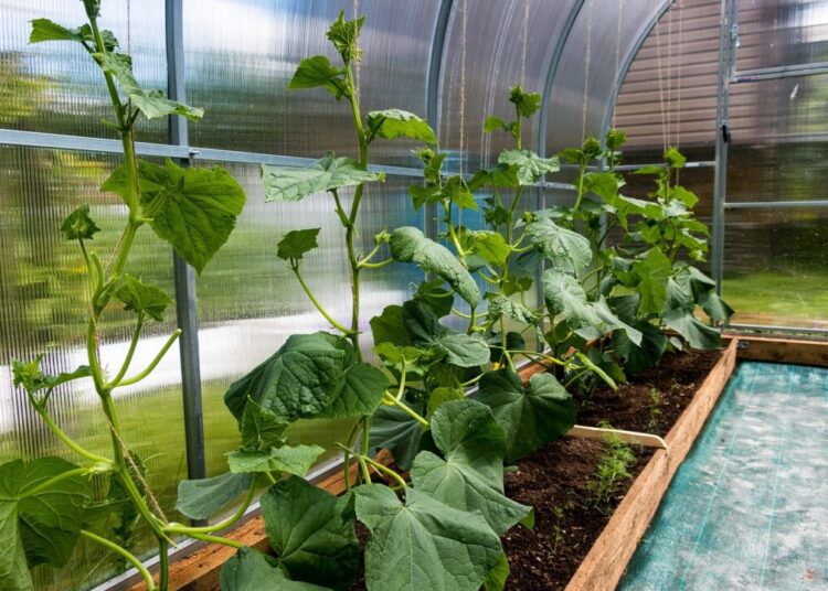 alexei other cucumbers 5268692 1280