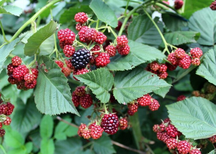 alicja blackberries 2683727 1280