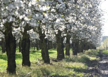 artellliii72 cherry orchard 7148037 1280