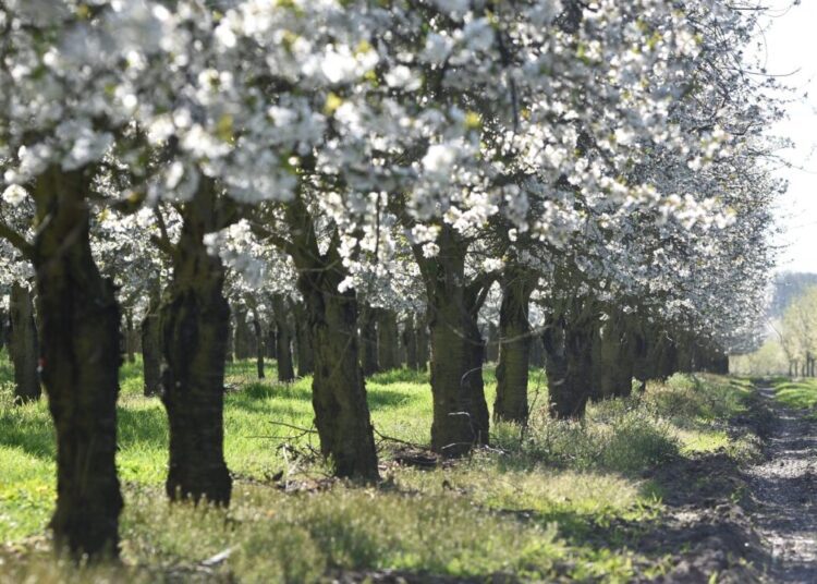 artellliii72 cherry orchard 7148037 1280