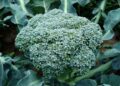 artverau broccoli 494754 1280