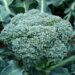 artverau broccoli 494754 1280