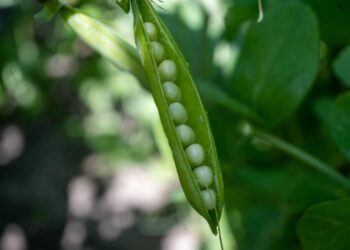 bazela vegetable 7270551 1280