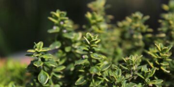 biancaberg thyme 5664190 1280