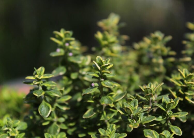 biancaberg thyme 5664190 1280