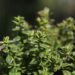 biancaberg thyme 5664190 1280
