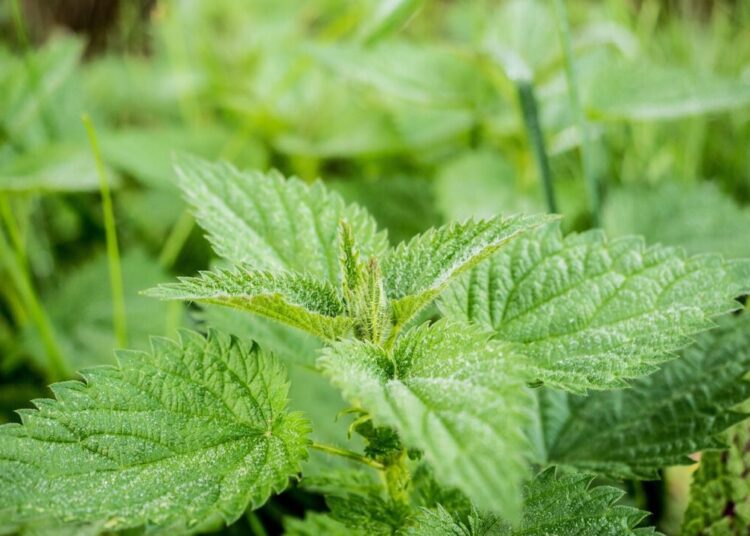blickpixel nettle 503939 1280