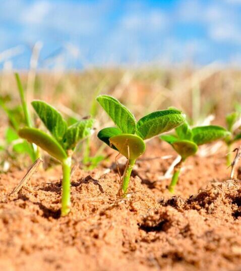 charlesricardo soy 1543076 1280