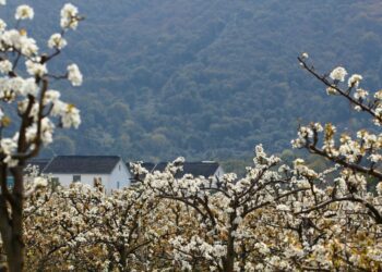 chuanming suzhou 4861219 1280