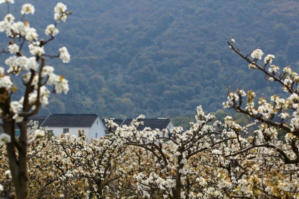 chuanming suzhou 4861219 1280