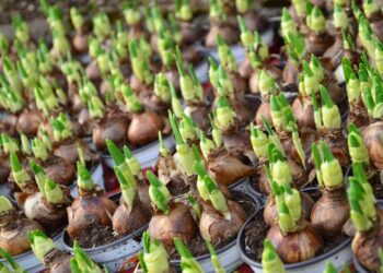 congerdesign flower bulbs 663229 1280