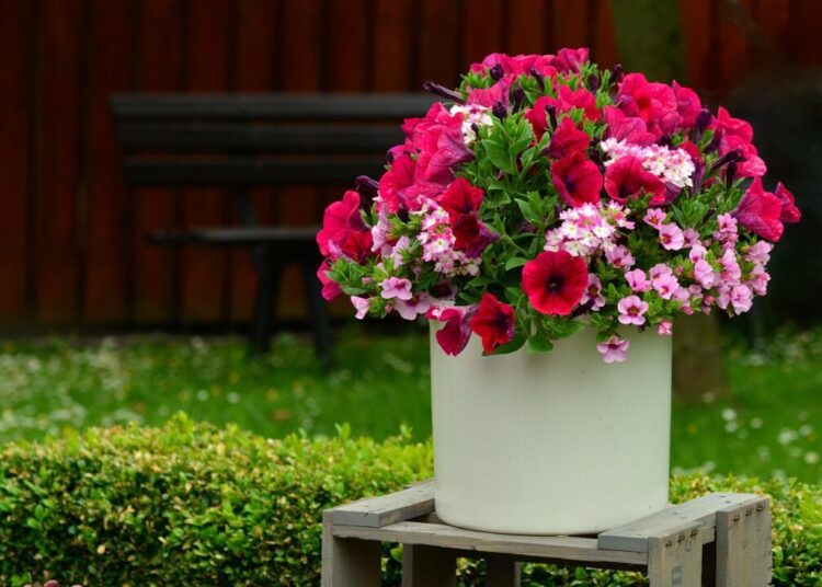 congerdesign petunias 817383 1280