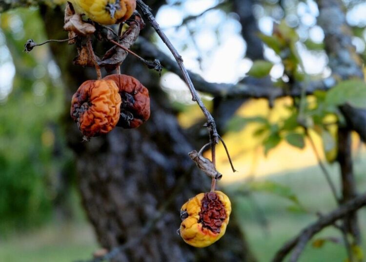 couleur apples 978532 1280