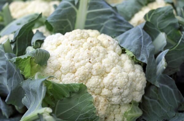 couleur cauliflower 1465732 1280