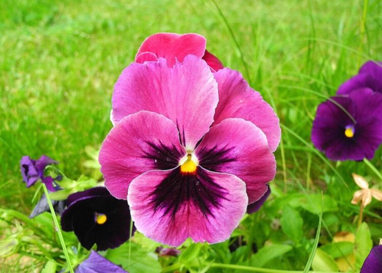 crepessuzette pansy 2379961 1280