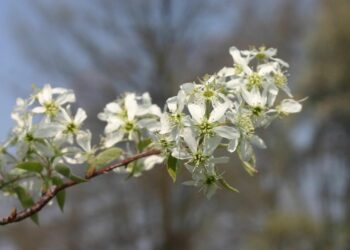 deniseellsworth amelanchier 817661 1280