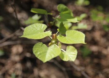 fufeng425239289 plant 2992186 1280