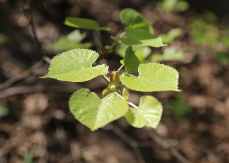 fufeng425239289 plant 2992186 1280