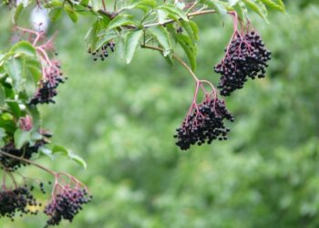 hans elder 59745 1280