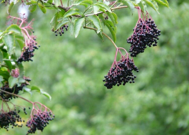 hans elder 59745 1280