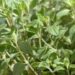 hans marjoram 115353 1280