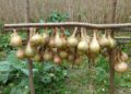 hans onions 61262 1280