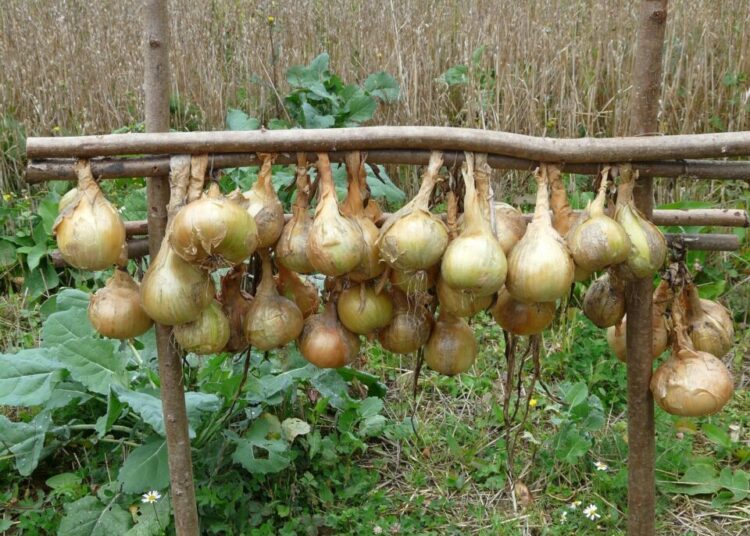 hans onions 61262 1280