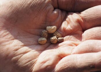 hans seeds 1117851 1280