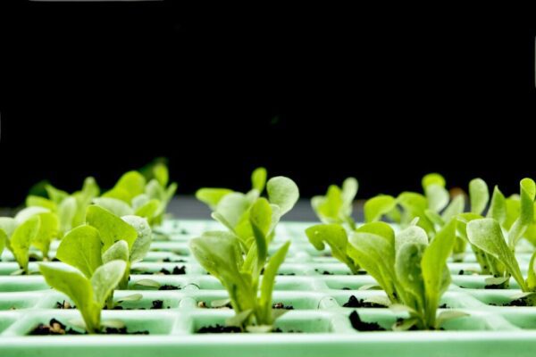 herb007 vegetable 8698397 1280