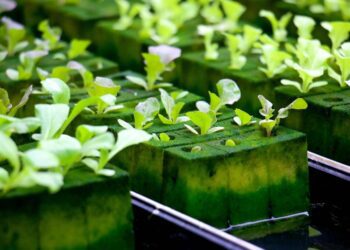 iamareri hydroponics 4447707 1280