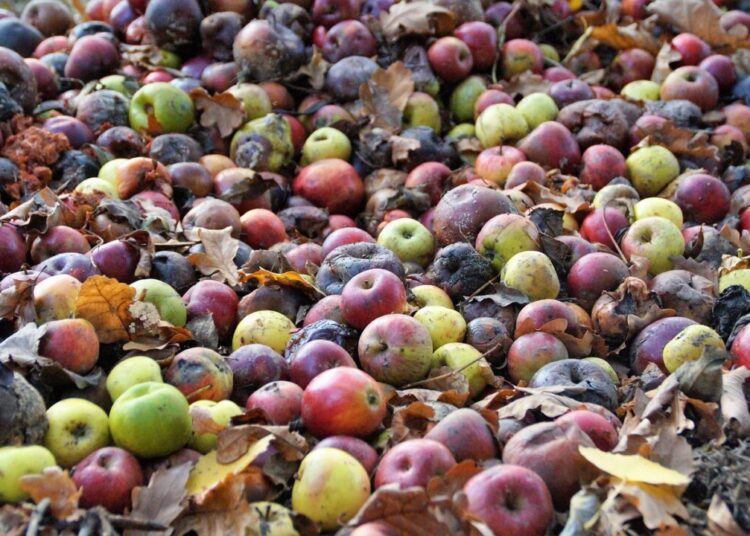 ivabalk apples 7557408 1280