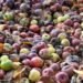 ivabalk apples 7557408 1280