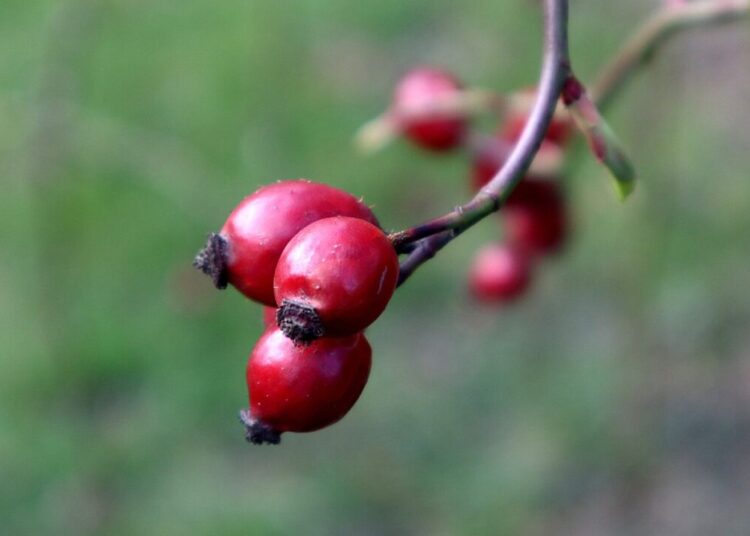 ja2020 sipky 4930608 1280