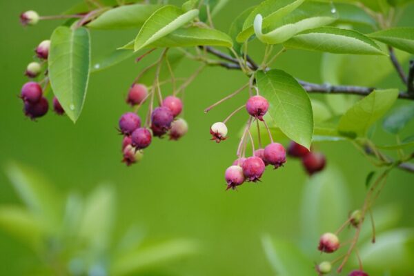 jhenning amelanchier 7250565 1920