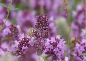 joe63bn thyme 6468795 1280