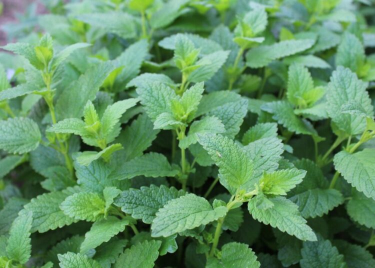 kackuc herbs 999169 1280