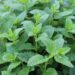 kackuc herbs 999169 1280